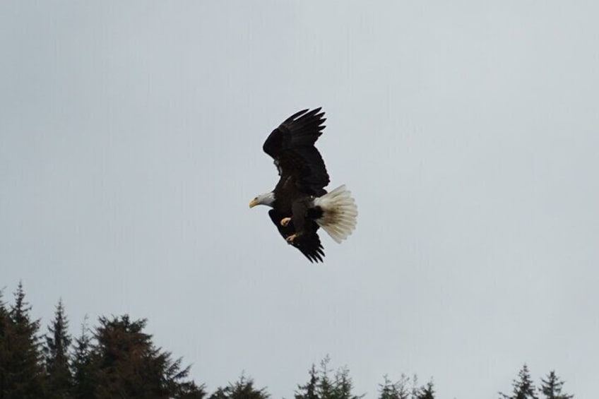 Whale watching sport fishing salmon private charters