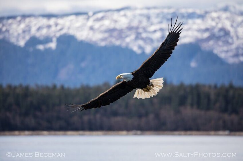 Whale watching sport fishing salmon private charters