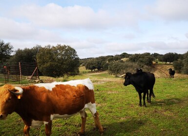 Madrid: visita guiada de medio día al rancho de toros español