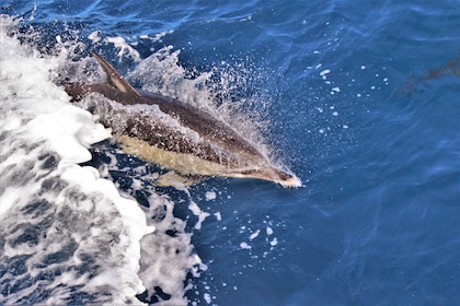 Terceira: Boat Tour and Swimming with Dolphins