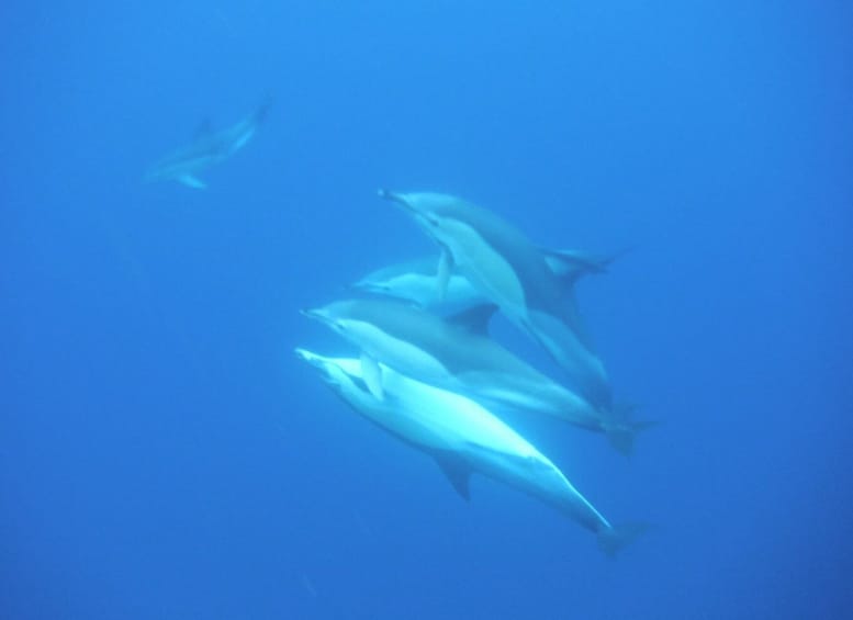 Picture 2 for Activity Swimming with Dolphins Terceira island