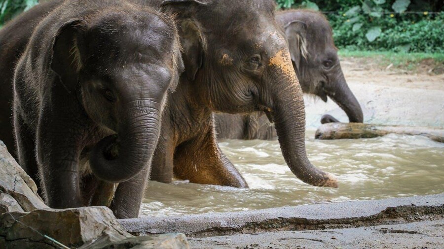 Picture 1 for Activity From Delhi: 2-Days Taj Mahal Tour with Elephant Sanctuary