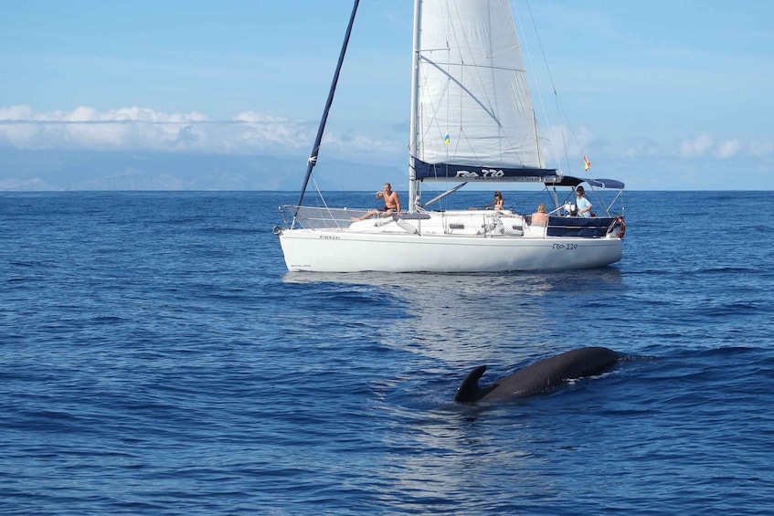 Tenerife: 3-Hour Private Yacht with Whale & Dolphin Watching