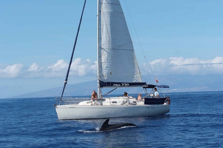 Picture 2 for Activity Tenerife: 3-Hour Private Yacht with Whale & Dolphin Watching