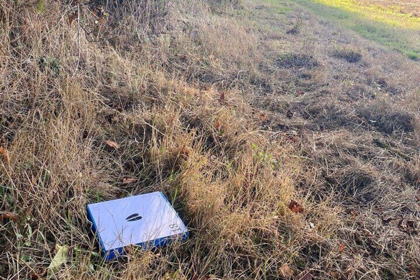 Wild animal treasure hunt.