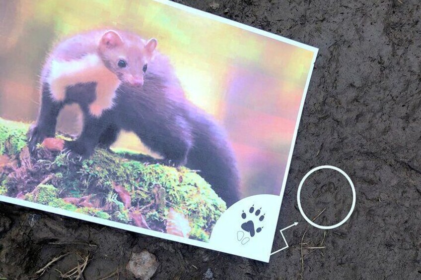 Imprint of a weasel from Europe.