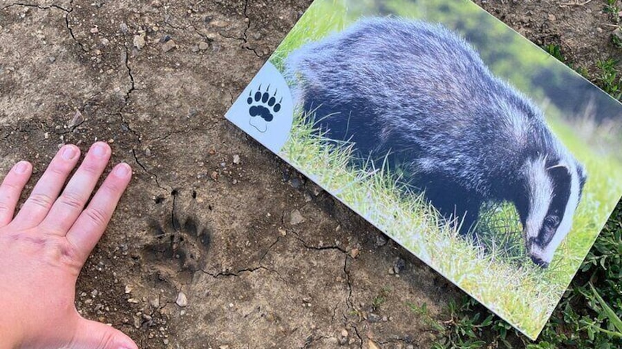 Footprint of a European badger