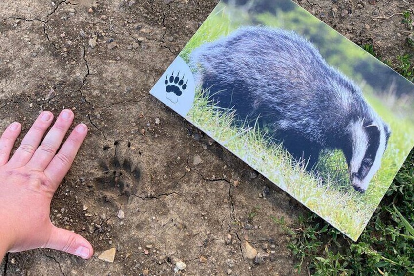 Footprint of a European badger