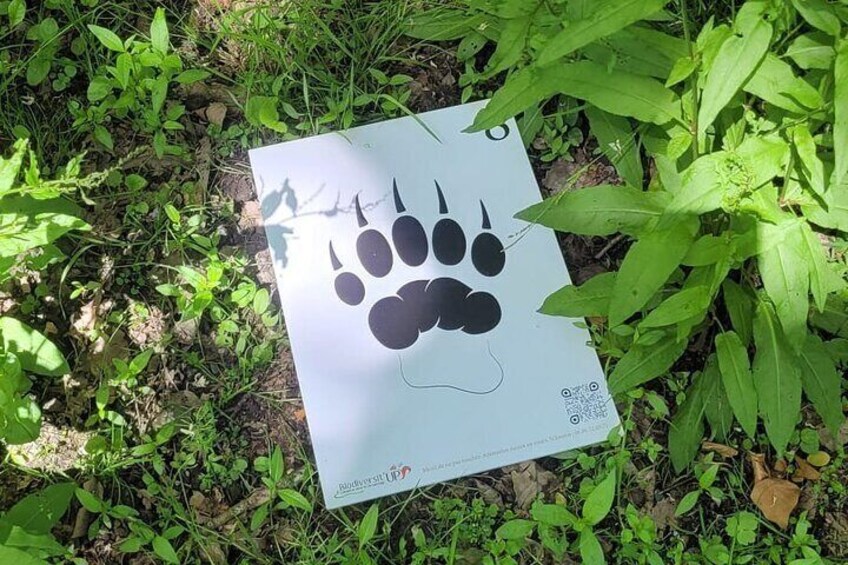 Game sign, European badger footprint.