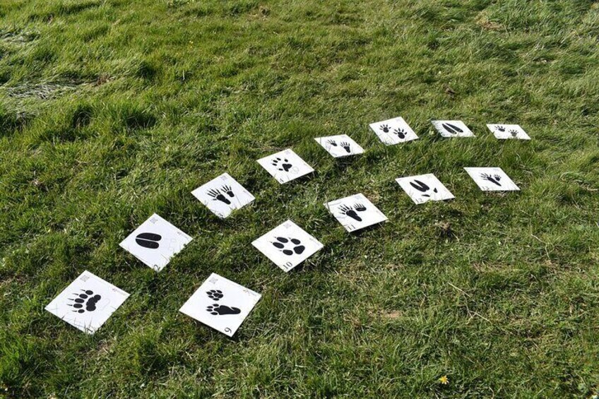 Game signs, the mammals of our regions.