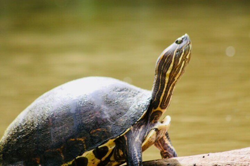 Tortuguero National Park