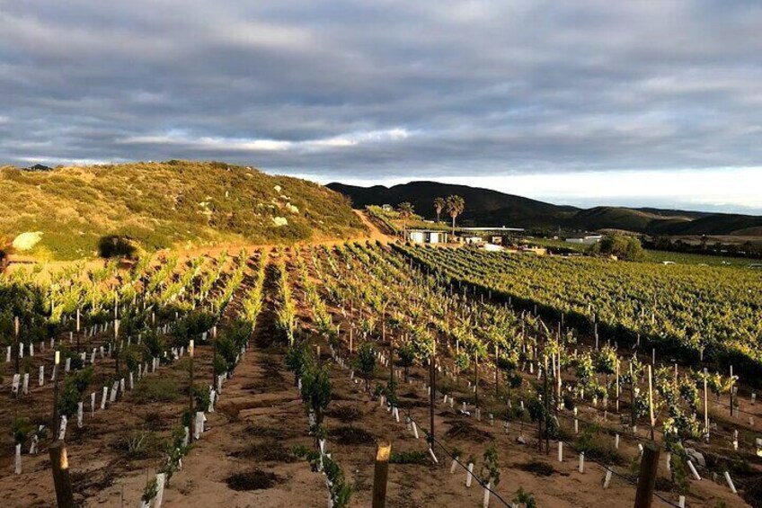 Overnight wine tasting tour at Valle de Guadalupe Ensenada