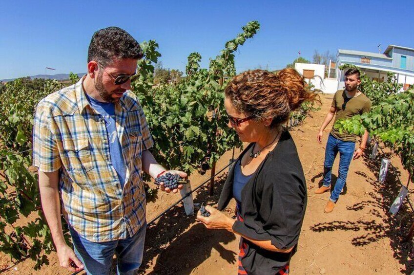 Overnight in Valle de Guadalupe with premium wine and lunch.