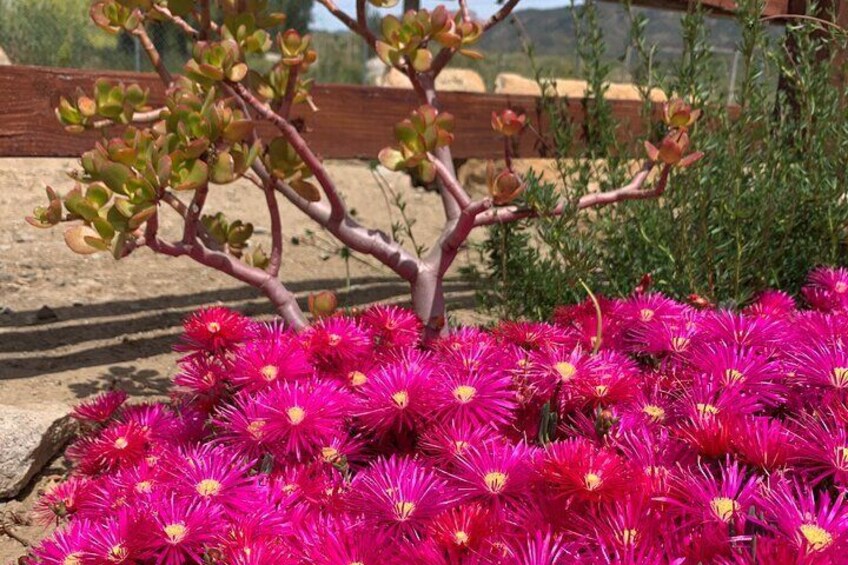 Valle de Guadalupe Overnight Wine Tasting Tour from San Diego