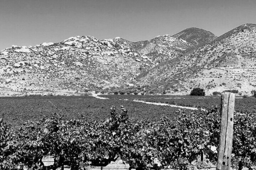 Overnight in Valle de Guadalupe with premium wine and lunch.