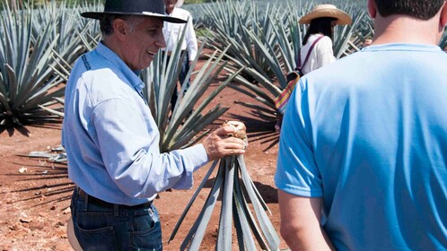 Depuis Guadalajara : Pyramides et visite de la Tequila Jose Cuervo