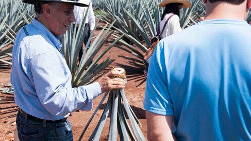 Depuis Guadalajara : Pyramides et visite de la Tequila Jose Cuervo