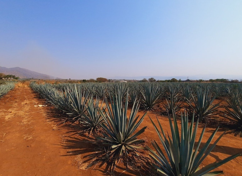 Picture 11 for Activity From Guadalajara: Pyramids & Jose Cuervo Tequila Tour