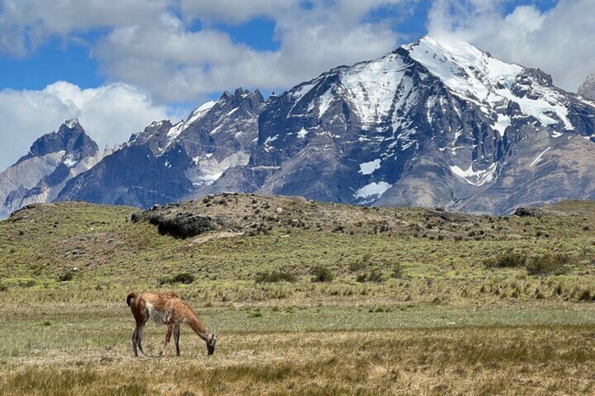 Full Day Private Tour to Torres del Paine