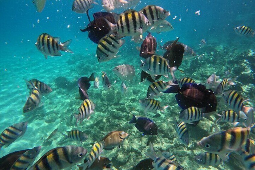 Paradise Island Snorkeling Excursion