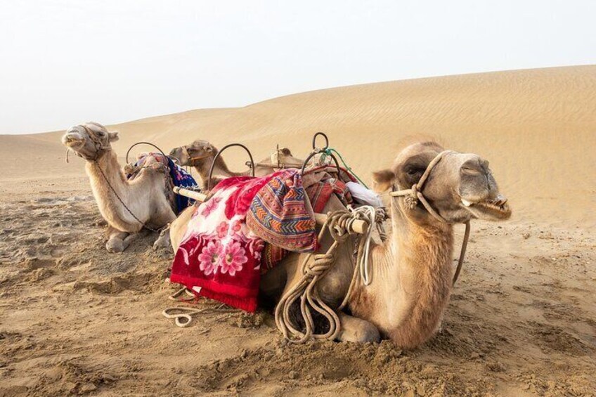 Camel ride in small desert 