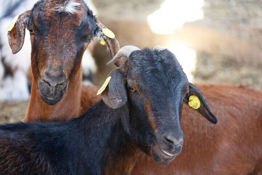 Fuerteventura Villages Caves and Farm Tour with Lunch from South