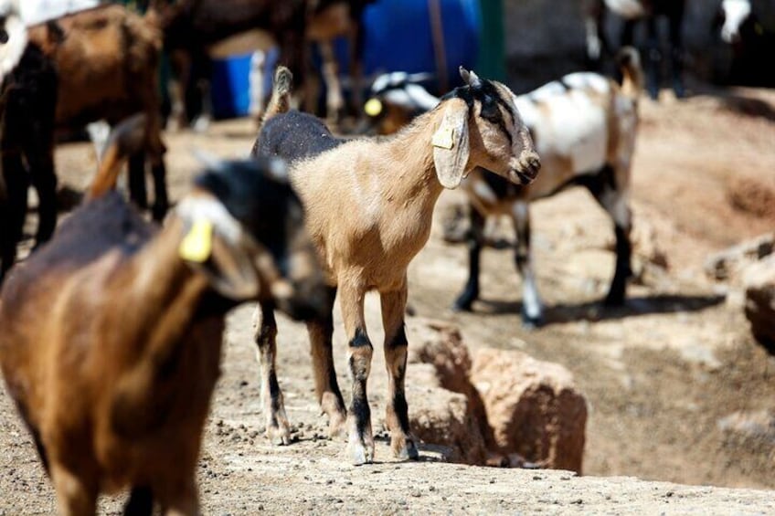 Fuerteventura Villages Caves and Farm Tour with Lunch from South