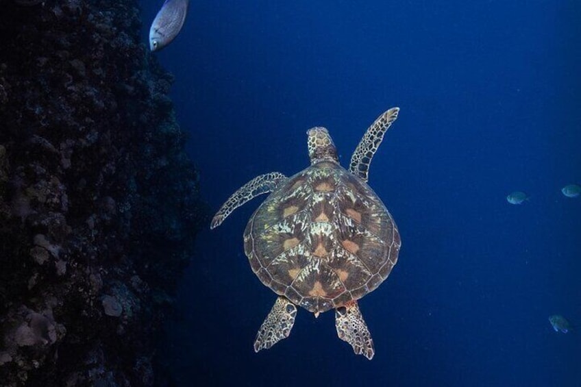 Padi Open Water Diver