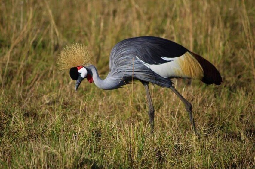 3 Days Masai Mara Flight Safari