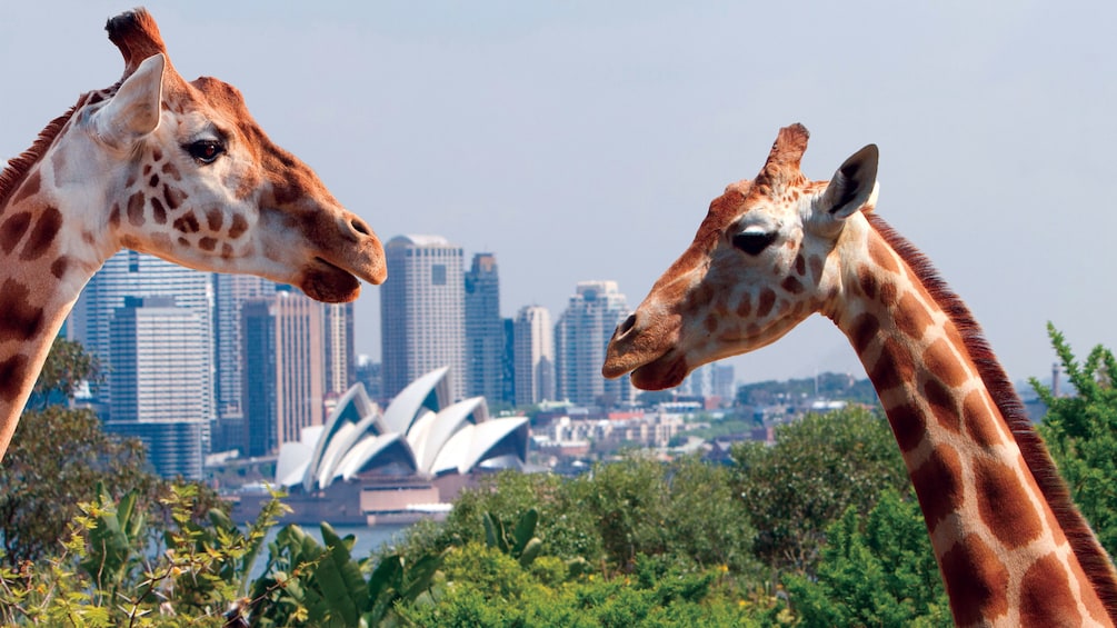 View of two giraffes with a beautiful view of Sydney in the background in Australia