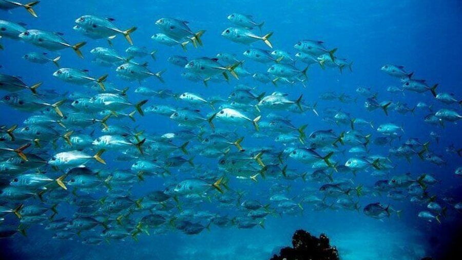 4 Hours Small group Snorkeling Trip from Key Largo