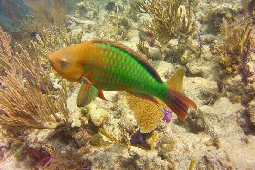 4 Hours Small group Snorkeling Trip from Key Largo