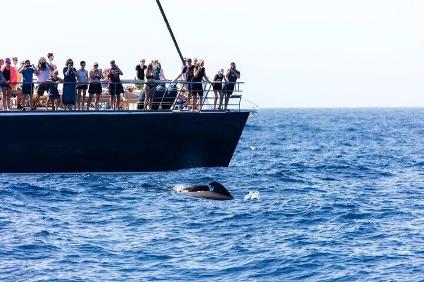 Exclusive Freebird Catamaran Whale and Dolphin Cruise to Masca