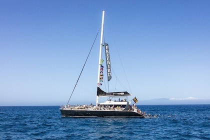 Exclusive Freebird Catamaran Whale & Dolphin to Masca From South