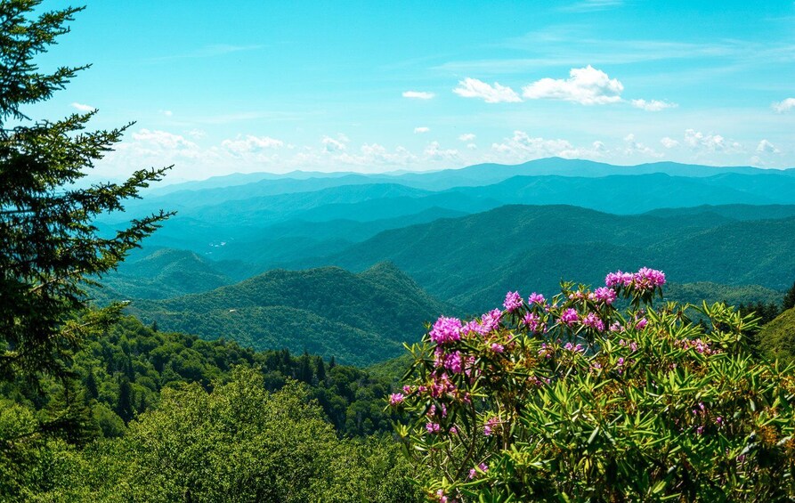 Picture 1 for Activity Pigeon Forge: Vittles & Views, Southern Food & Culture Tour