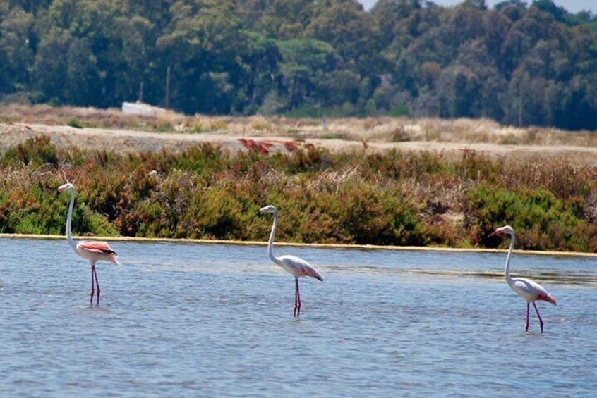 3 Hour Private Tour Through the Ria Formosa to Faro Island 