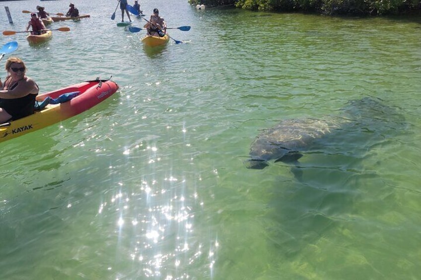 Stand Up Paddle Boarding and Kayaking at Mangrove Jungle