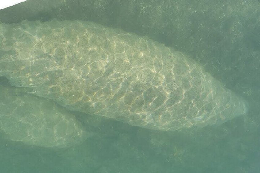 manatees