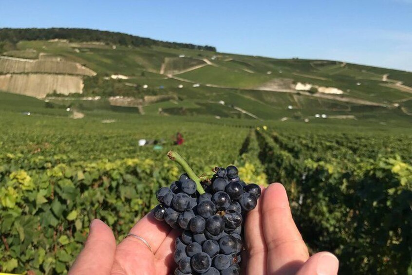 The Connoisseurs from Epernay (Private Tour)