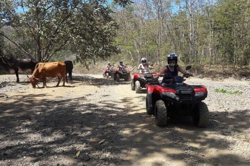 ATV Half day adventure from Riu and papagayo