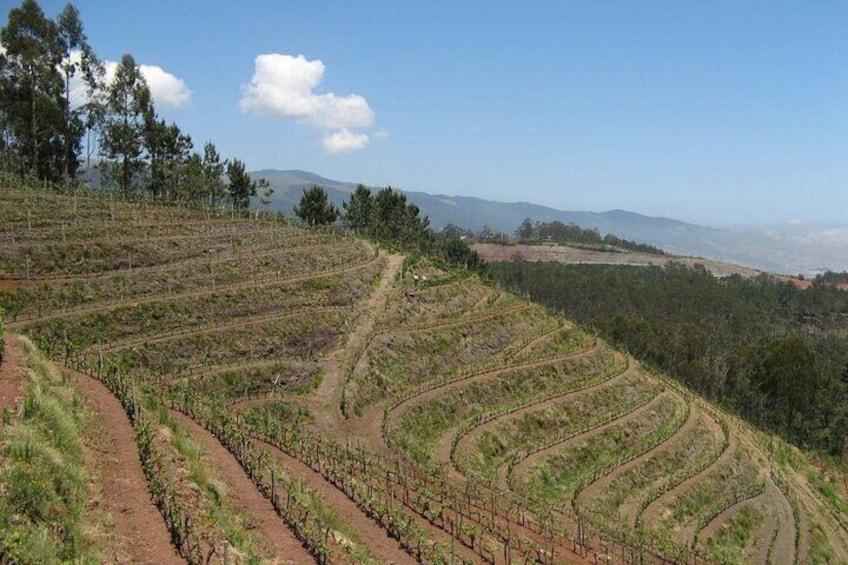 Private Half-Day Tour of Wine Fields in Portugal 