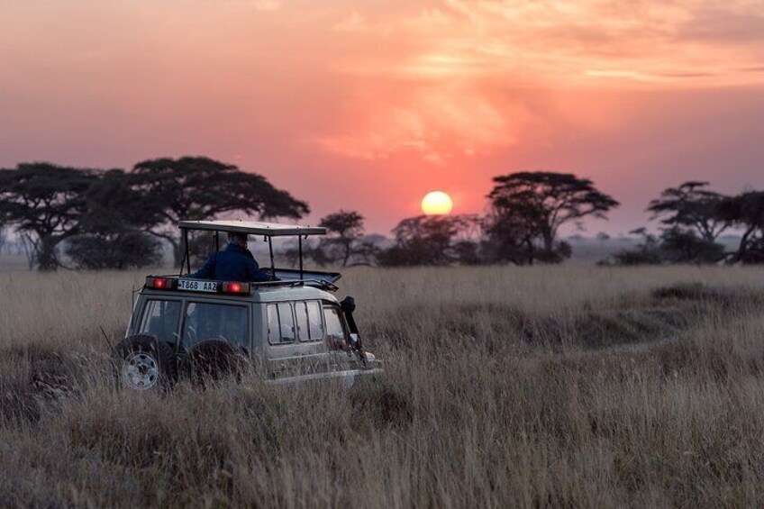 Big 5 Safari Game Drive from Cape Town