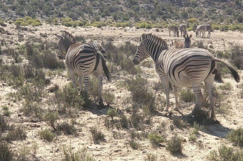 Big 5 Safari Game Drive from Cape Town