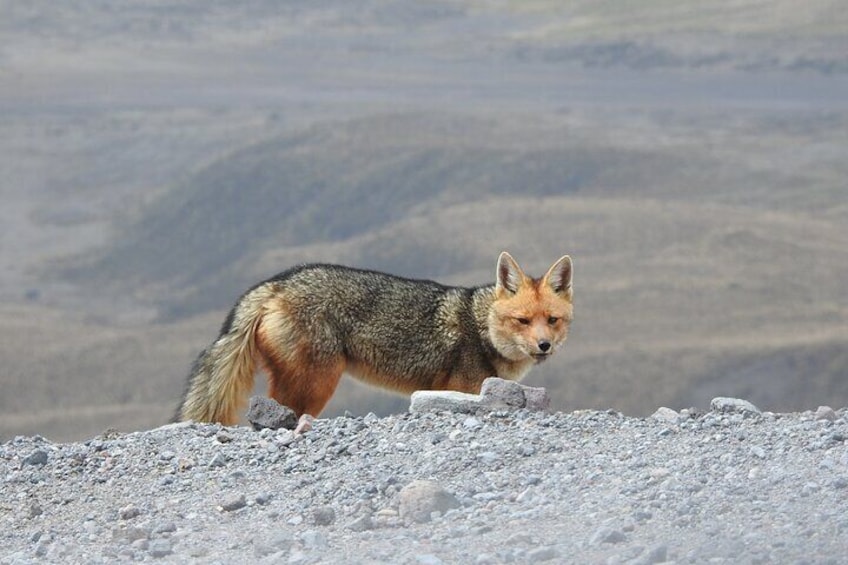 Andean fox Cotopaxi Volcano 