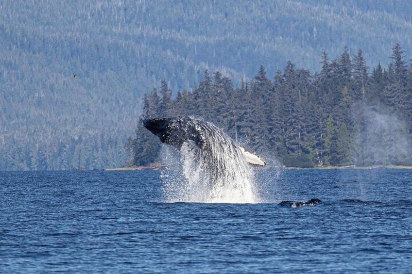 Ketchikan Whale Watching and Nature Tour