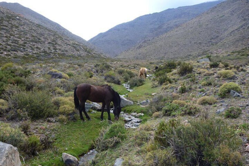Horseback expedition to The Andes, 3 days