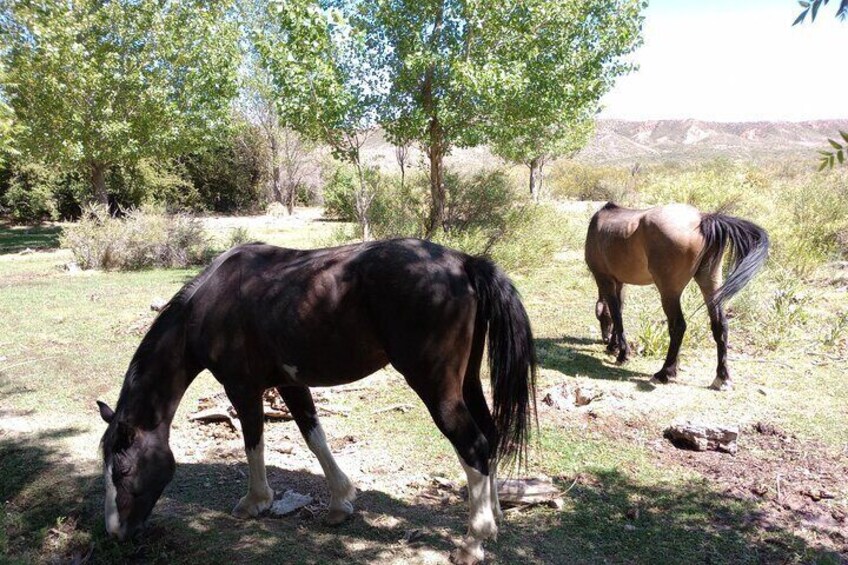 Horseback expedition to The Andes, 3 days