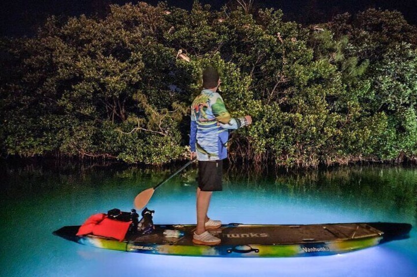 Clear Kayak LED Night Glass Bottom Tour - Sarasota