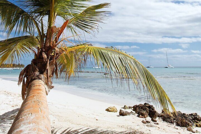 Catamaran Cruise to Saona with Lunch and Natural Swimming Pool