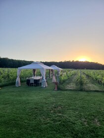 Montepulciano: Kellertour, Verkostung und Picknick im Weinberg